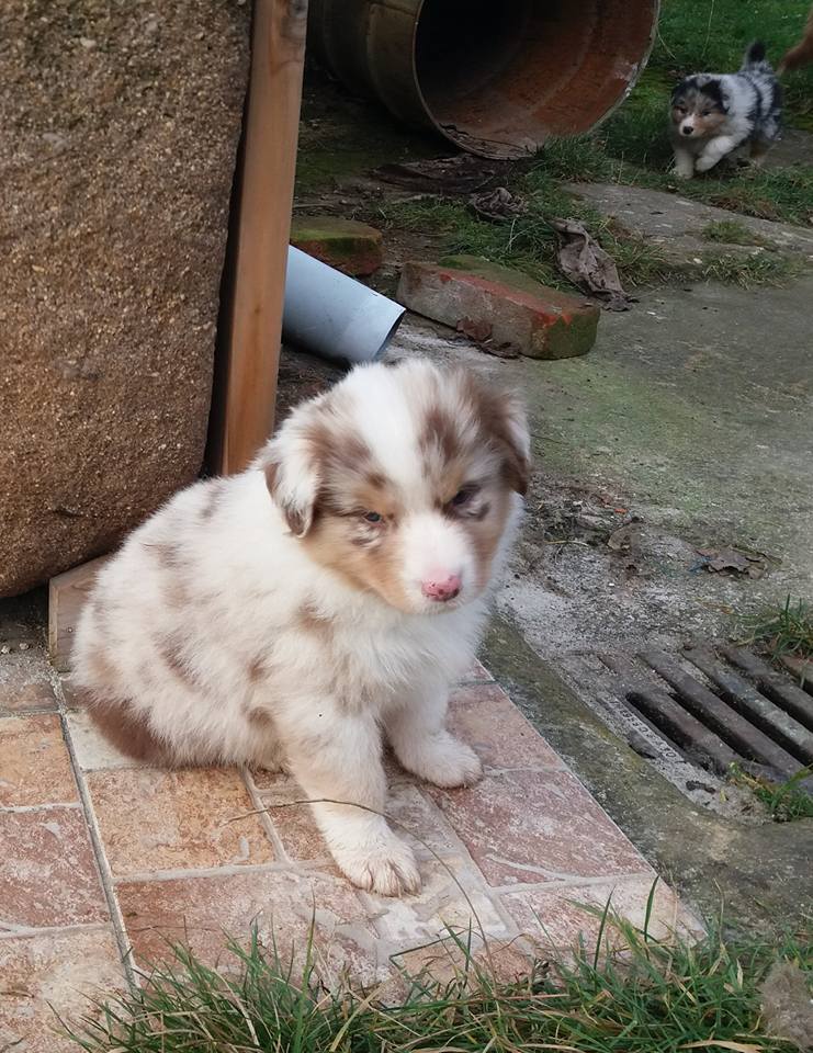 Benji - 6 týdnů